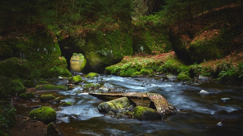 Moss-covered Stream — Green, Serene, Morning, Photograph, River