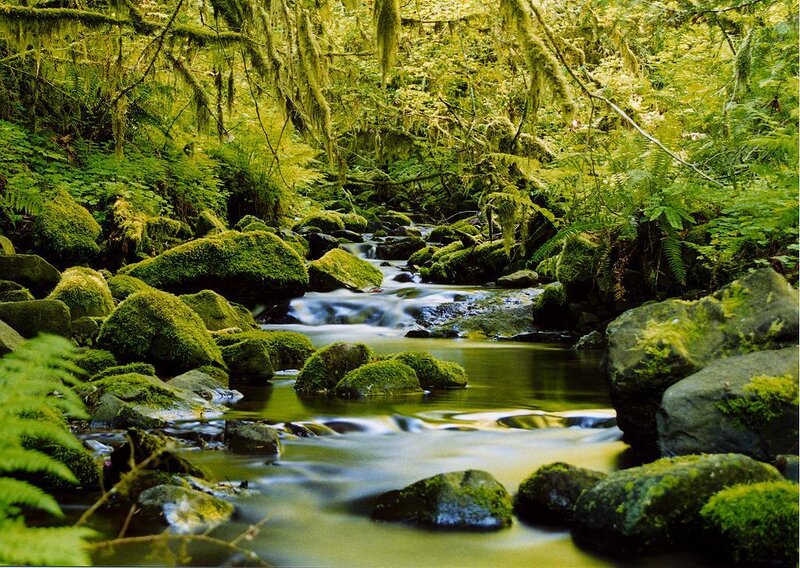 Moss-covered Stream — Green, Serene, Morning, Photograph, Rocks, Forest, Moss