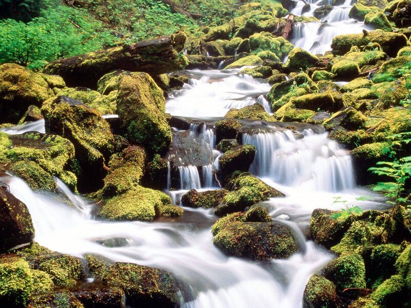Moss-covered Stream — Green, Serene, Morning, Photograph, Rocks, Forest, Waterfall, Plants