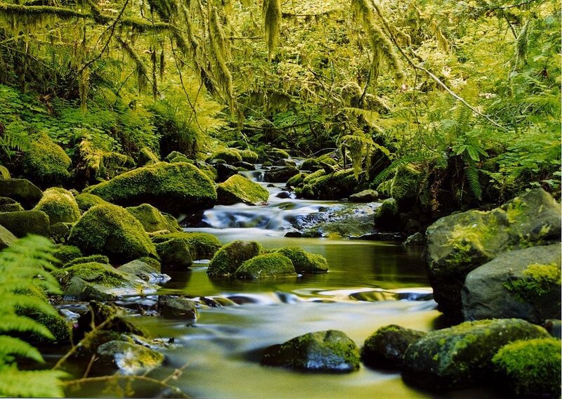 Moss-covered Stream — Green, Serene, Morning, Photograph, Rocks, Trees, Forest, Brown