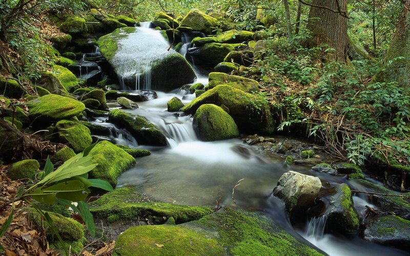Moss-covered Stream — Green, Serene, Morning, Photograph, Rocks, Trees, Forest, Brown, White
