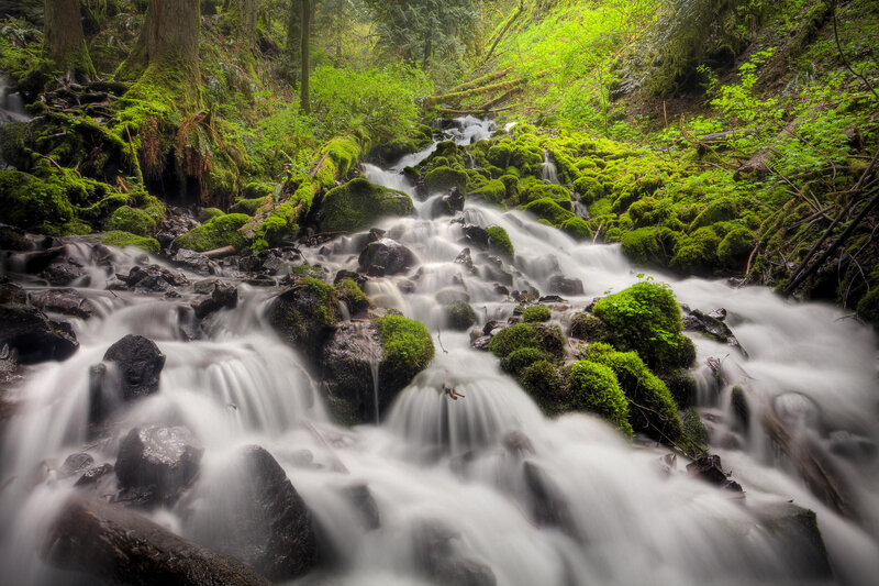 Moss-covered Stream — Green, Serene, Morning, Photograph