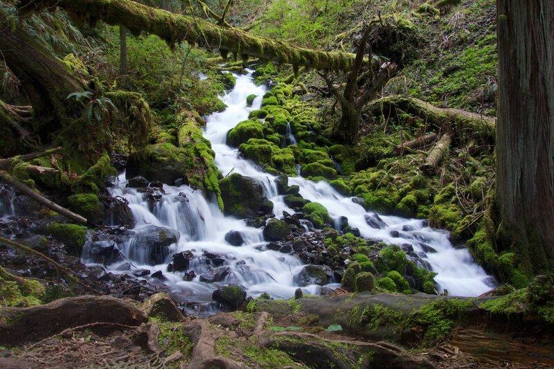 Moss-covered Stream — Green, Serene, Photograph, Forest, Rocks