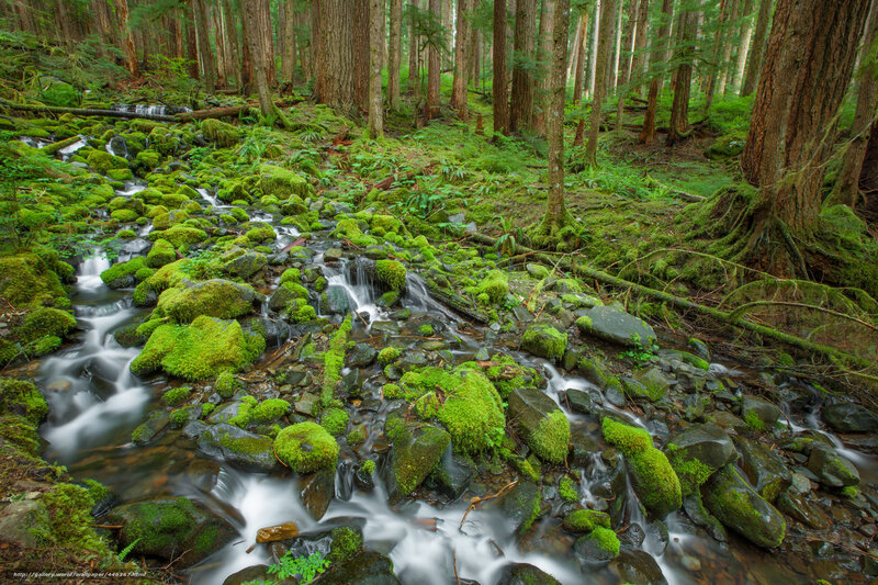 Moss-covered Stream — Green, Serene, Photograph, Forest, Rocks, Trees