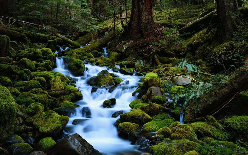 Moss-covered Stream — Green, Serene, Photograph, Forest