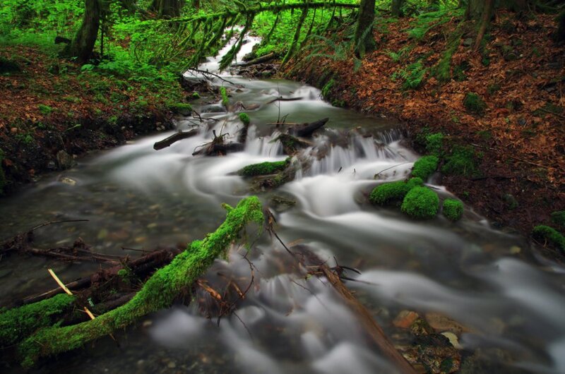 Moss-covered Stream — Green, Serene, Photograph, Forest, Trees