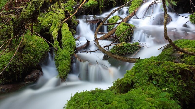 Moss-covered Stream — Green, Serene, Photograph, Moss, Branches