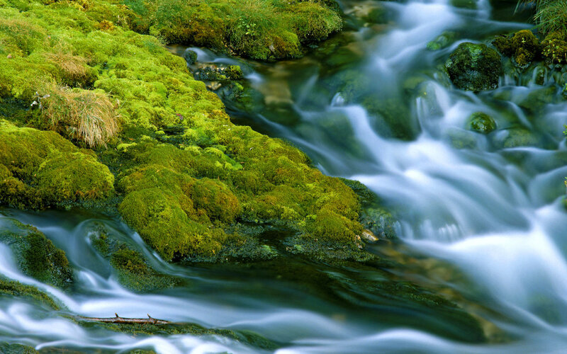 Moss-covered Stream — Green, Serene, Photograph, Moss