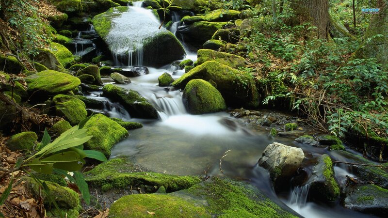 Moss-covered Stream — Green, Serene, Photograph, Rocks, Forest