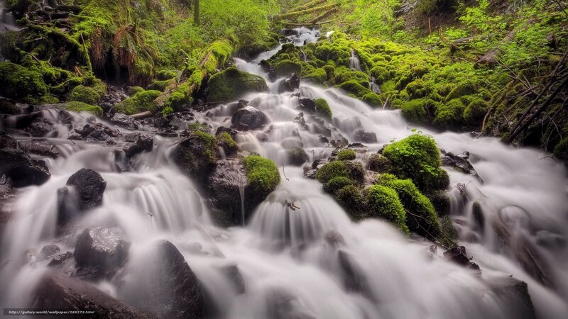 Moss-covered Stream — Green, Serene, Photograph, Rocks, Forest, Waterfall