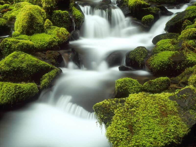 Moss-covered Stream — Green, Serene, Photograph, Rocks, Moss