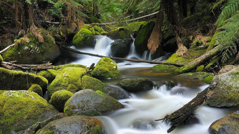 Moss-covered Stream — Green, Serene, Photograph, Rocks, Trees, Fallen Log