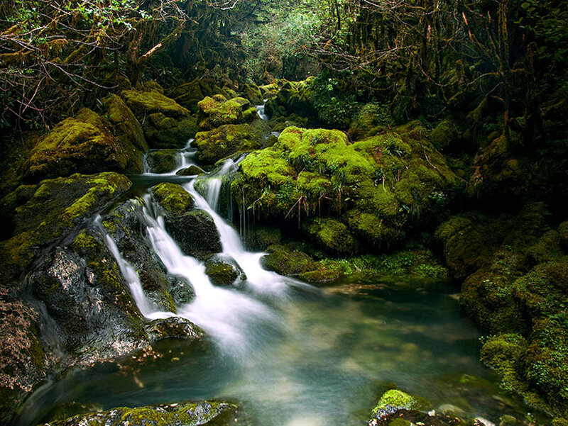 Moss-covered Stream — Green, Serene, Photograph, Rocks, Trees, Moss