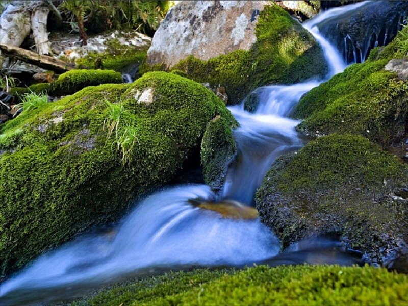 Moss-covered Stream — Green, Serene, Photograph, Rocks, Waterfall, Trees