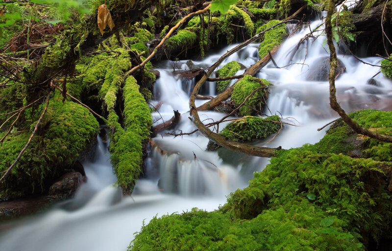 Moss-covered Stream — Green, Serene, Photograph