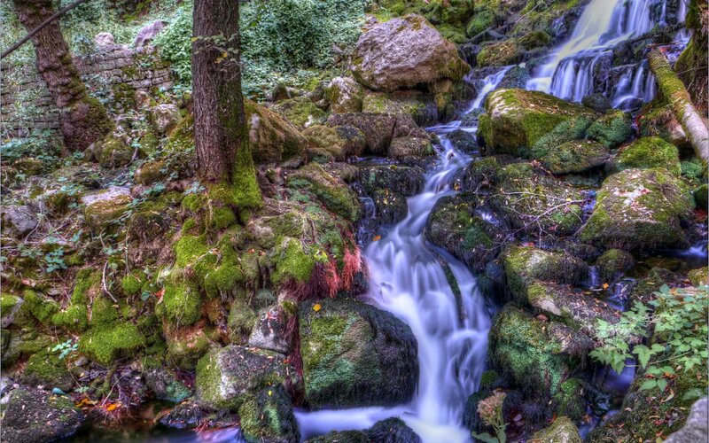 Moss-covered Stream — Green, Serene, Photograph, Trees