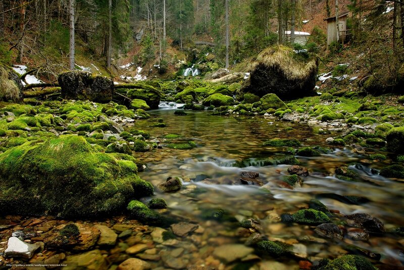 Moss-covered Stream — Green, Serene, Spring, Photograph