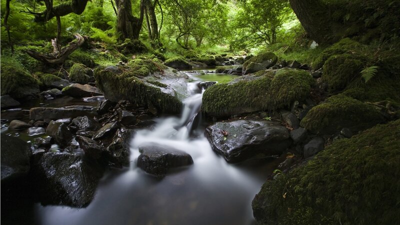 Moss-covered Stream — Green, Serene