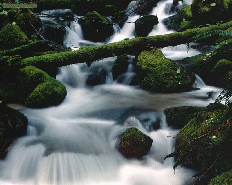 Moss-covered Stream — Green