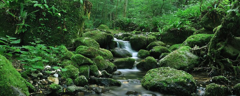 Moss-covered stream in forest