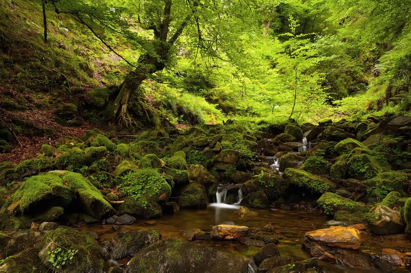 Moss-covered Stream in Forest — Afternoon