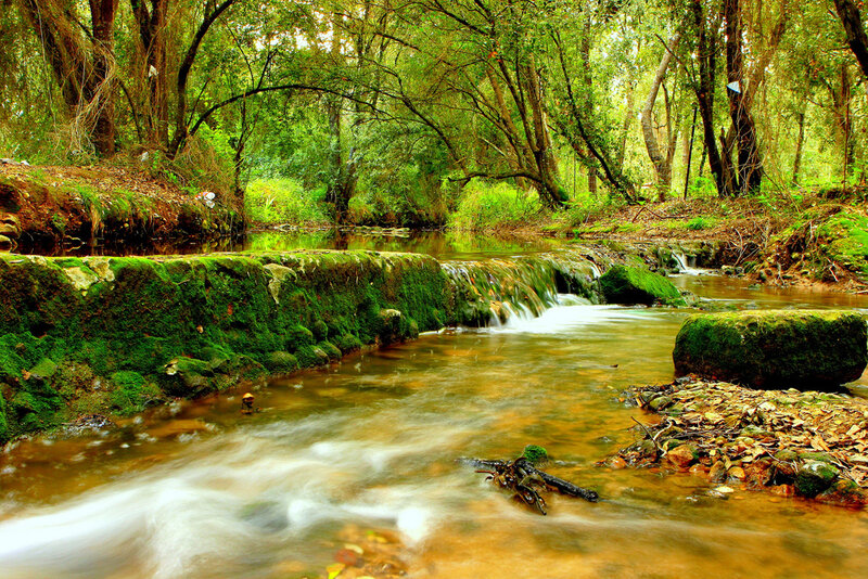 Moss-covered Stream in Forest — Green, Serene, Afternoon