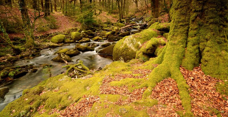 Moss-covered Stream in Forest — Green, Serene, Autumn