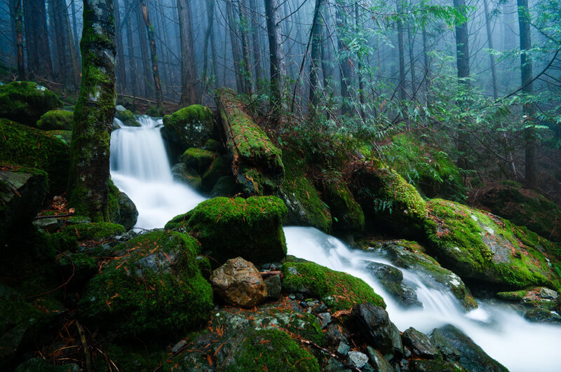 Moss-covered Stream in Forest — Green, Serene, Morning, Photograph, Rocks
