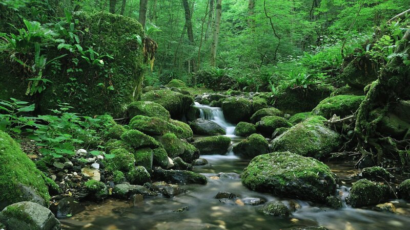 Moss-covered Stream in Forest — Green, Serene, Morning, Photograph, Rocks, Trees, Moss