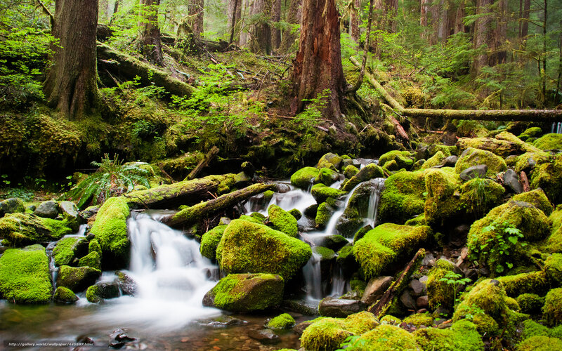 Moss-covered Stream in Forest — Green, Serene, Morning, Photograph, Trees, Rocks, Fallen Log