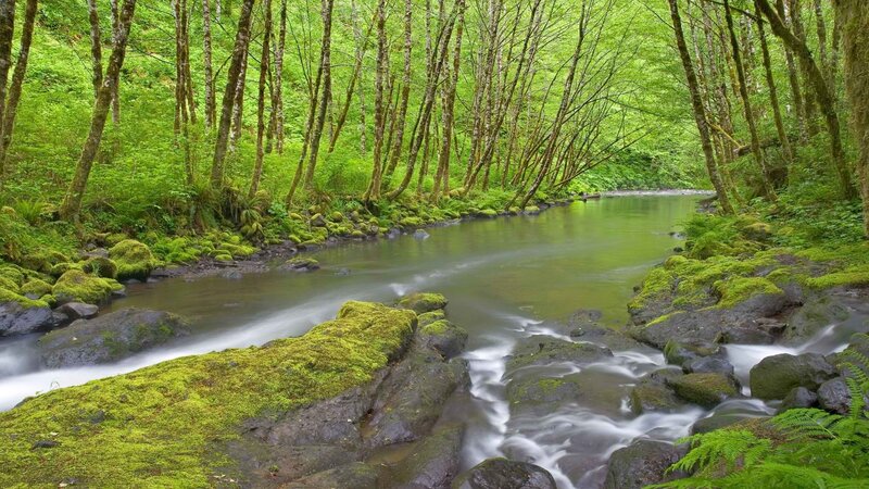 Moss-covered Stream in Forest — Green, Serene, Morning, Photograph, Trees, Rocks, Moss, Brown
