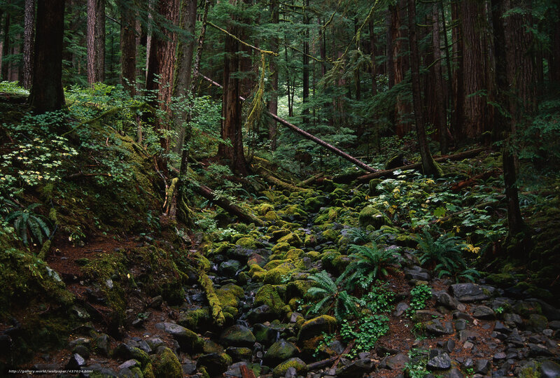 Moss-covered Stream in Forest — Green, Serene, Morning, Photograph, Trees, Rocks, Moss