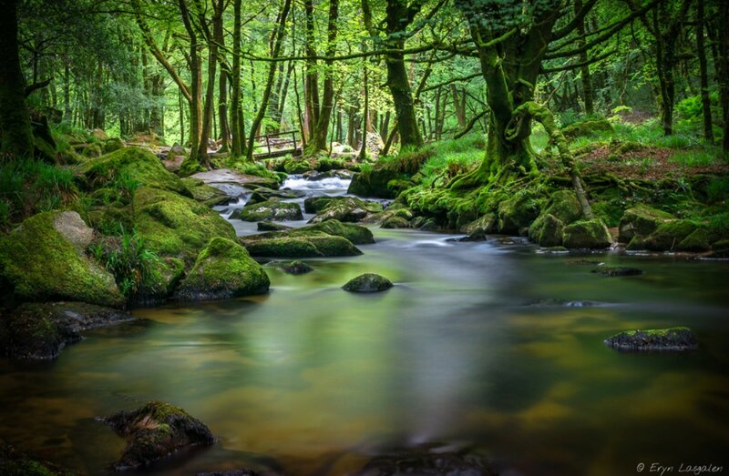 Moss-covered Stream in Forest — Green, Serene, Morning, Photograph, Trees, Rocks