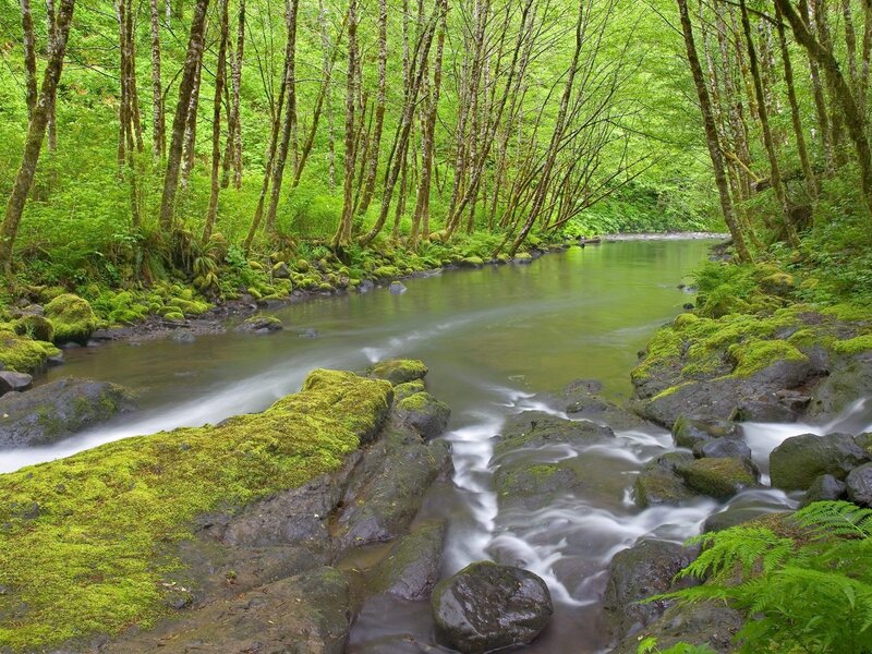 Moss-covered Stream in Forest — Green, Serene, Morning