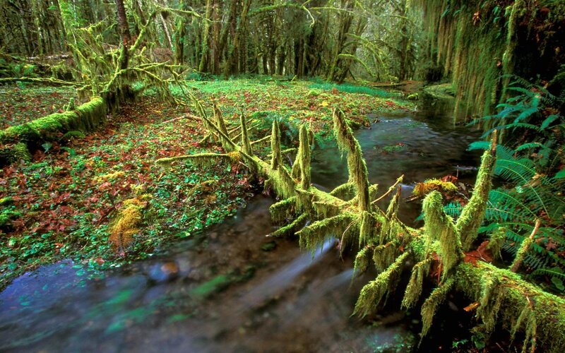 Moss-covered Stream in Forest — Green, Serene, Photograph