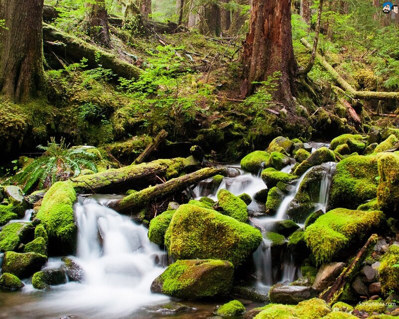 Moss-covered Stream in Forest — Green, Serene, Photograph, Trees