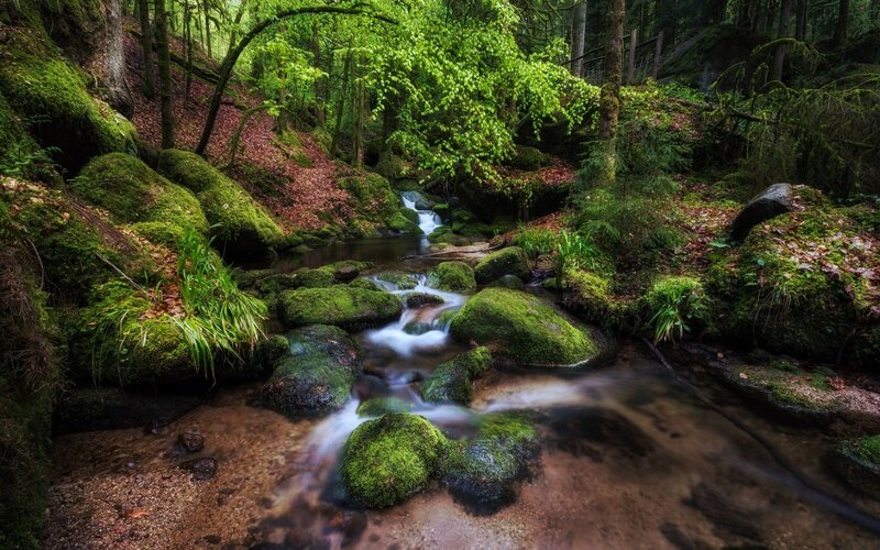 Moss-covered Stream in Forest — Green, Serene, Spring