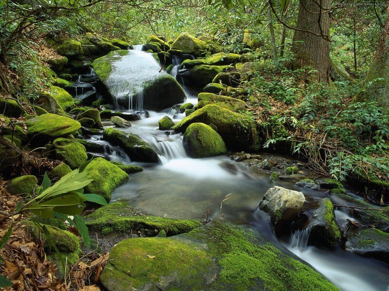 Moss-covered Stream in Forest — Green