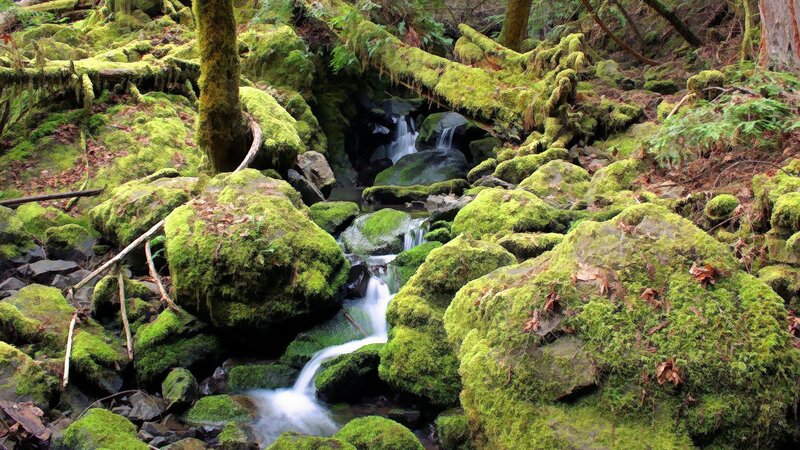 Moss-covered stream in forest