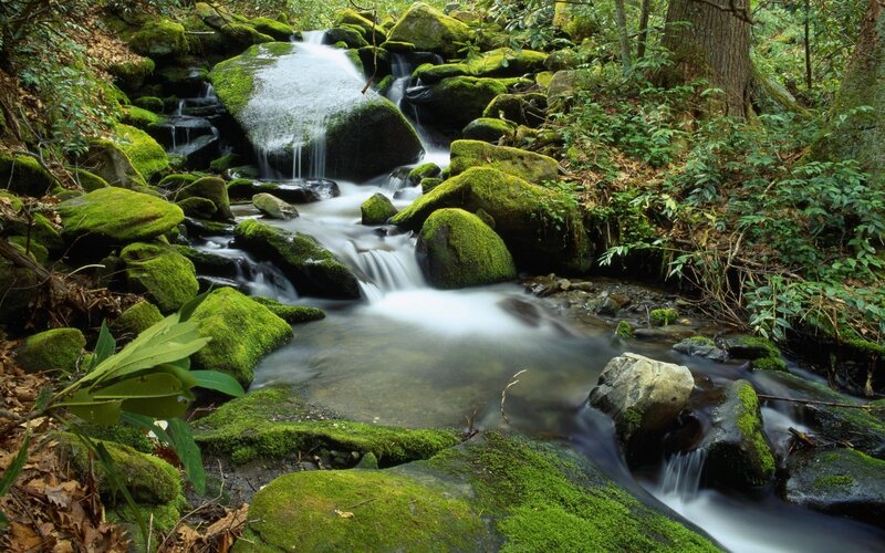 Moss-covered Stream — Morning