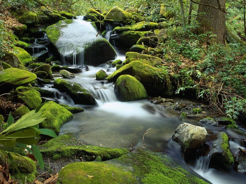 Moss-covered Stream — Serene