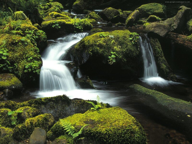 Moss-covered Stream