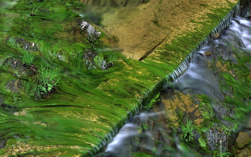 Moss-covered stream with small waterfall