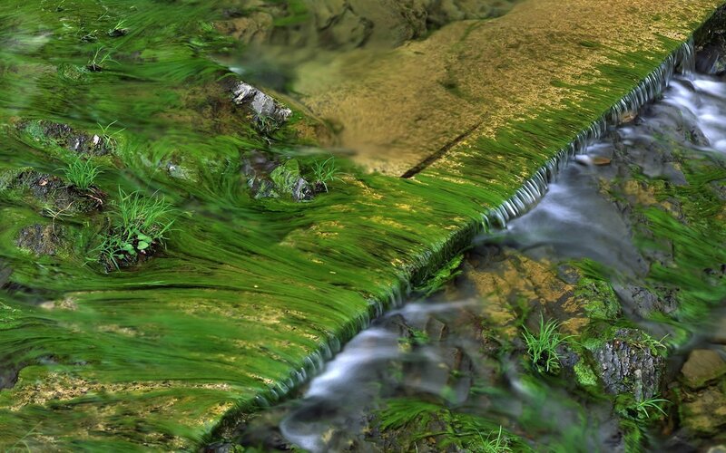 Moss-covered stream with small waterfall