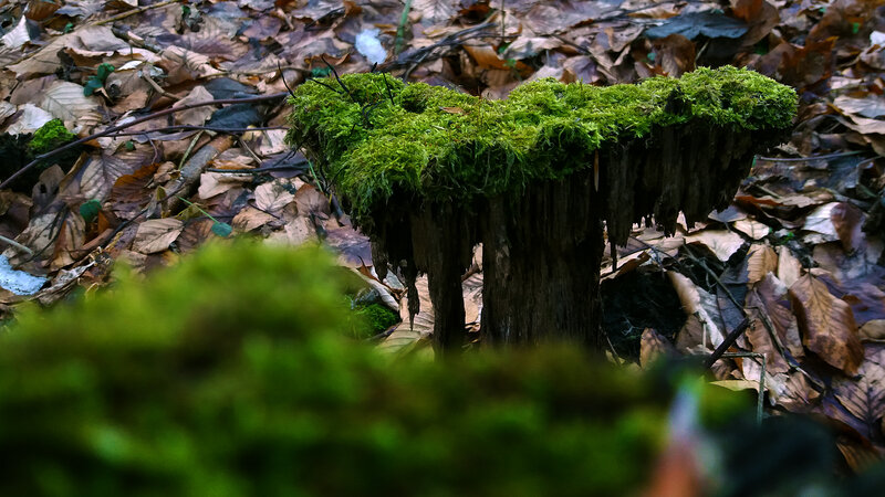 Moss-covered Stump