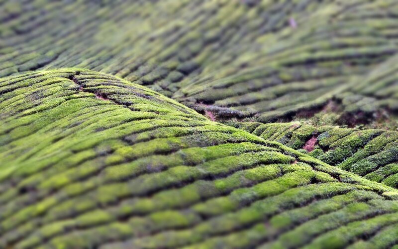 Moss-covered Terraced Hills — Green