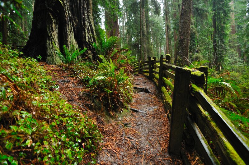 Moss-covered Trail in Forest