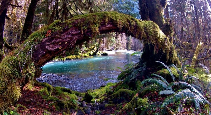 Moss-covered Tree Arch — Green, Serene