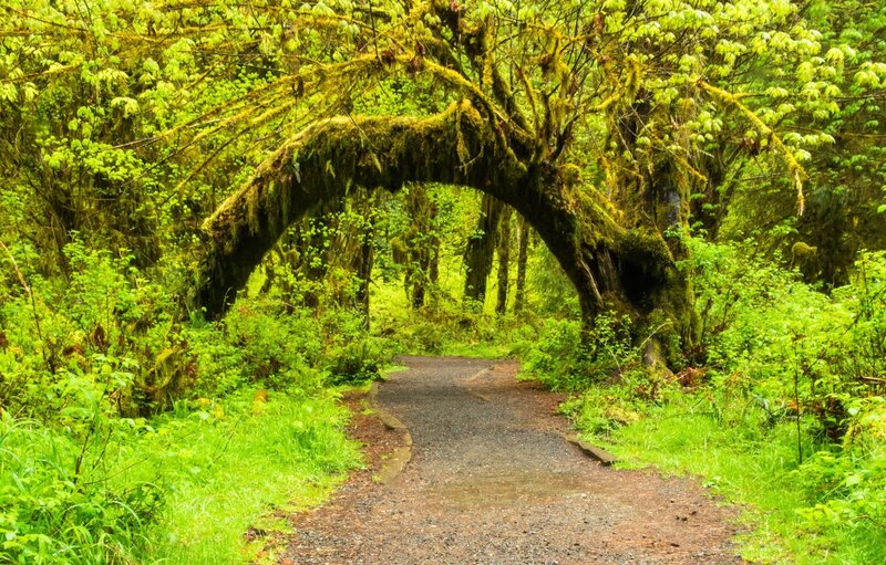 Moss-covered Tree Arch — Green
