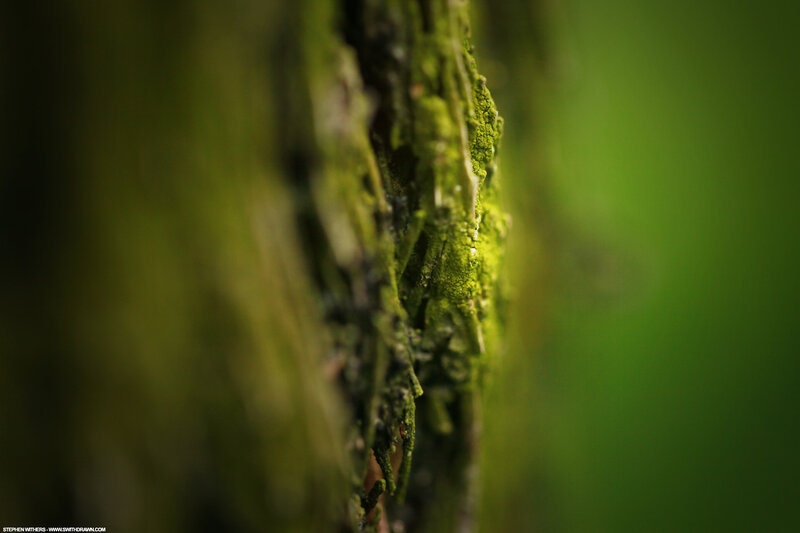 moss-covered tree bark
